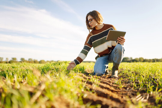 Young female agronomist with a digital tablet works on a green agricultural field. Female farmer checks young sprouts and the quality of the harvest using modern technology. Farming,  technology conce