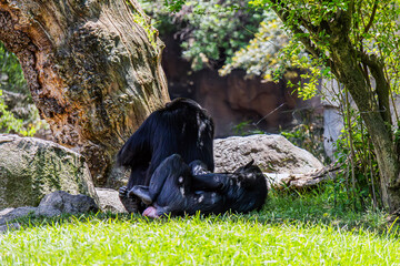 Two beautiful monkeys are lying on the green grass in the shade