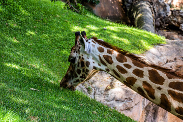 Beautiful cute spotted giraffe eats green grass in biopark from the lawn