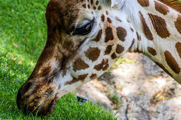 Beautiful cute spotted giraffe eats green grass in biopark from green lawn very close up