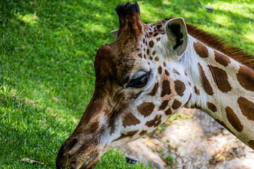 Beautiful cute spotted giraffe eats green grass in biopark from green lawn close up