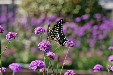 バーベナボナリエンシスとアゲハチョウ