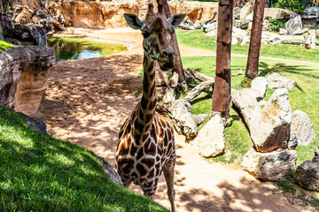A beautiful spotted giraffe walks through the biopark against the backdrop of rocks