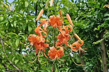 オレンジ色のオニユリ