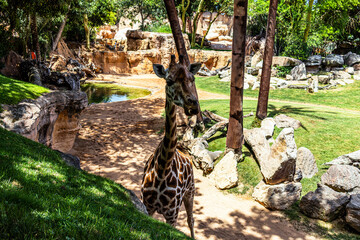 A beautiful spotted giraffe walks through the biopark