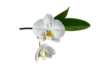 Delicate white orchid flowers with green leaves isolated on transparent background