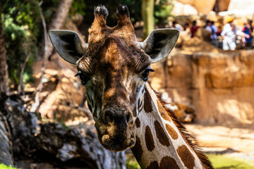 Beautiful spotted giraffe close up