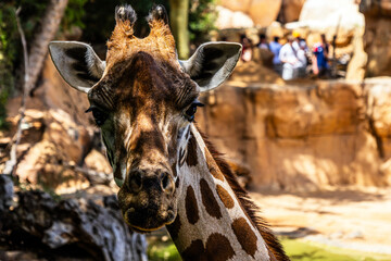 Beautiful spotted giraffe