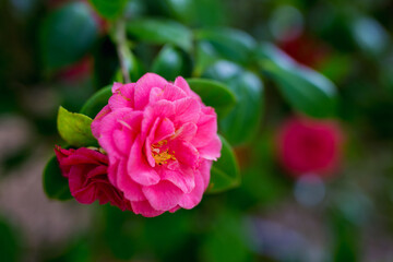 Closeup of a pink camelia
