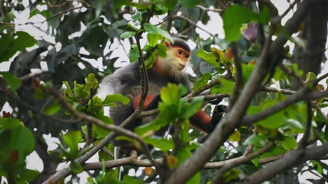 Red-shanked douc langur - Pygathrix nemaeus portrait of arboreal and diurnal Old World monkey endemic to Laos, Vietnam and Cambodia, folivorous and consume Acacia, Ficus. Beautiful colorful primate.