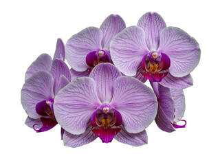 Obraz premium Close up of a cluster of beautiful pink and white striped phalaenopsis orchid flowers isolated on transparent background