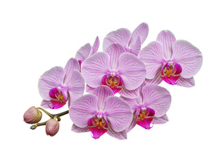 Beautiful cluster of pink striped phalaenopsis orchid flowers and buds isolated on transparent background