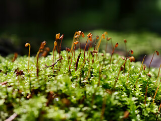 Close-up photo of green moss in the forest natural evironment.