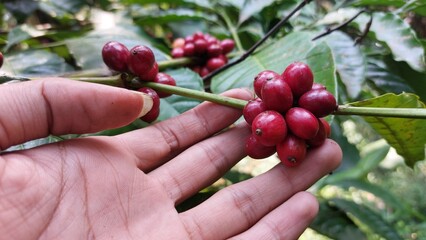 harvesting ripe red coffee beans from the tree. Coffee beans are the seeds of the coffee plant and...
