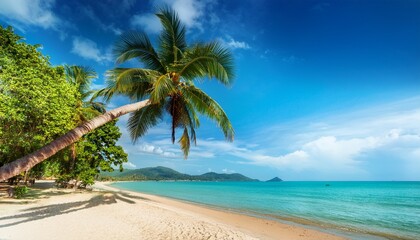palm tree at the beach koh samui thailand