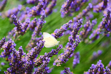 Schmetterling auf einem Lavendelstrauch
