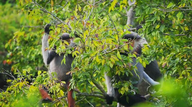 Red-shanked douc langur - Pygathrix nemaeus portrait of arboreal and diurnal Old World monkey endemic to Laos, Vietnam and Cambodia, folivorous and consume Acacia, Ficus. Beautiful colorful primate.