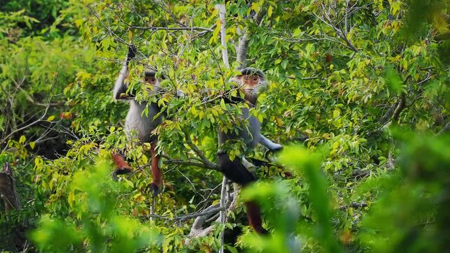 Red-shanked douc langur - Pygathrix nemaeus portrait of arboreal and diurnal Old World monkey endemic to Laos, Vietnam and Cambodia, folivorous and consume Acacia, Ficus. Beautiful colorful primate.