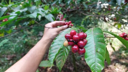 harvesting ripe red coffee beans from the tree. Coffee beans are the seeds of the coffee plant and...