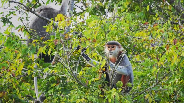 Red-shanked douc langur - Pygathrix nemaeus portrait of arboreal and diurnal Old World monkey endemic to Laos, Vietnam and Cambodia, folivorous and consume Acacia, Ficus. Beautiful colorful primate.