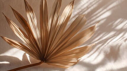 Dried palm leaf artistically styled in flat lay with soft shadows.

