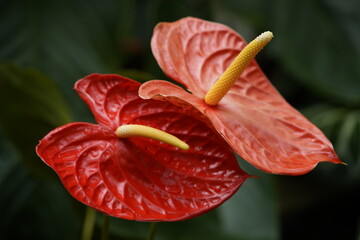 Anthurium andraeanum is a flowering plant species in the family Araceae that is native to...
