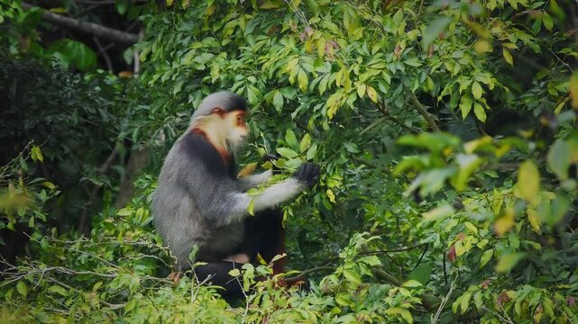 Red-shanked douc langur - Pygathrix nemaeus portrait of arboreal and diurnal Old World monkey endemic to Laos, Vietnam and Cambodia, folivorous and consume Acacia, Ficus. Beautiful colorful primate.