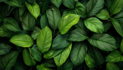 green plant leaves background top view nature spring concept