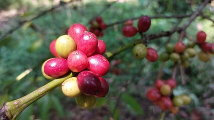 harvesting ripe red coffee beans from the tree. Coffee beans are the seeds of the coffee plant and...