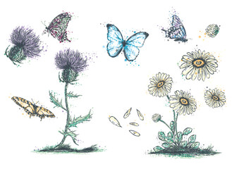 Schmetterlingsblumen- butterfly flowers