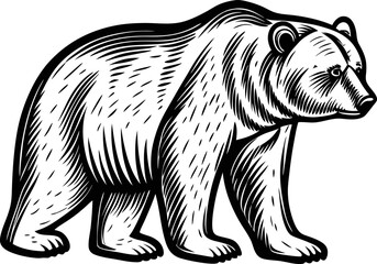 Fototapeta premium Hand drawn wild bear illustration monochrome black and white engraving animal, walking pose, side view silhouette