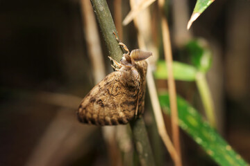 枝につかまる大きな房状触角を持つぁ森林害虫のマイマイガ蛾雄成虫（アウトドアフィールド昆虫マクロ撮影）