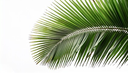 Obraz premium green palm tree branch and isolated background