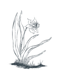osterglocke - narzisse -daffodil