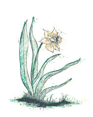 osterglocke - narzisse -daffodil