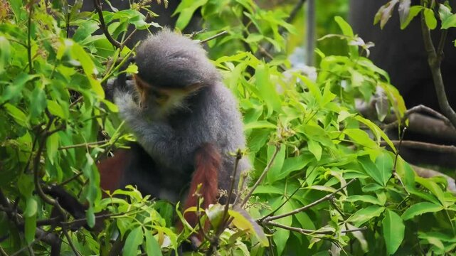 Red-shanked douc langur - Pygathrix nemaeus portrait of arboreal and diurnal Old World monkey endemic to Laos, Vietnam and Cambodia, folivorous and consume Acacia, Ficus. Beautiful colorful primate.