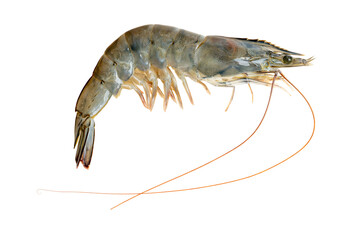 The High-resolution photograph of ingredients for cooking: Pacific white shrimp