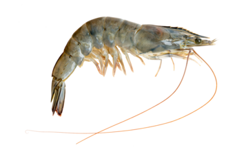 The High-resolution photograph of ingredients for cooking: Pacific white shrimp