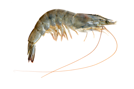 The High-resolution photograph of ingredients for cooking: Pacific white shrimp