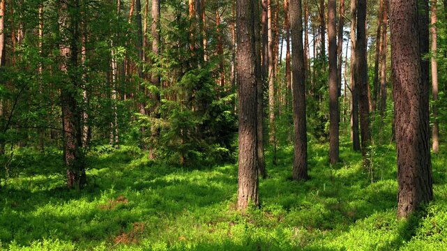las mieszany z widocznym świerkami i sosną w otoczeniu zielonych krzew&oacute;w z pięknym światłem słonecznym