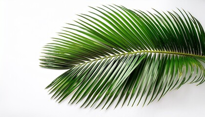 Obraz premium palm leaves isolated on white background