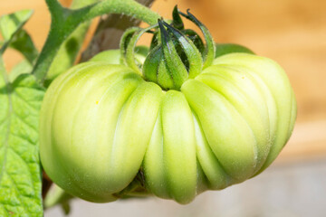 Close up of a growing large green unripe tomato on the vine