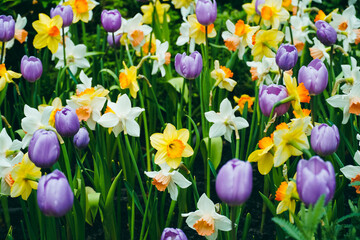 Spring madness. Bright and colorfull blossoming Tulip flowers in the sunny park. Vibrant Multicolored Tulip Field Displaying a Captivating Array of Blooming Flowers in a Sunny Spring Landscape