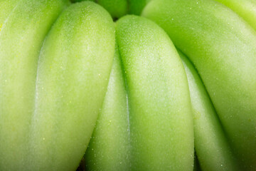 Close up of a growing large green unripe tomato on the vine