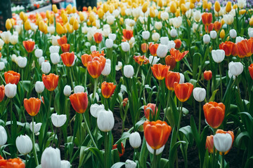 Spring madness. Bright and colorfull blossoming Tulip flowers in the sunny park. Vibrant Multicolored Tulip Field Displaying a Captivating Array of Blooming Flowers in a Sunny Spring Landscape