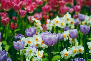 Spring madness. Bright and colorfull blossoming Tulip flowers in the sunny park. Vibrant Multicolored Tulip Field Displaying a Captivating Array of Blooming Flowers in a Sunny Spring Landscape