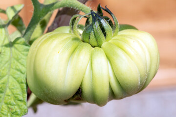 Close up of a growing large green unripe tomato on the vine
