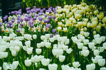 Spring madness. Bright and colorfull blossoming Tulip flowers in the sunny park. Vibrant Multicolored Tulip Field Displaying a Captivating Array of Blooming Flowers in a Sunny Spring Landscape