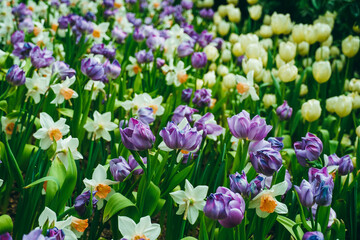 Spring madness. Bright and colorfull blossoming Tulip flowers in the sunny park. Vibrant Multicolored Tulip Field Displaying a Captivating Array of Blooming Flowers in a Sunny Spring Landscape