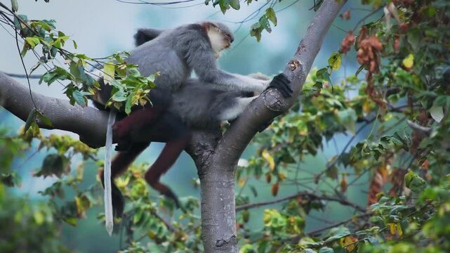 Red-shanked douc langur - Pygathrix nemaeus portrait of arboreal and diurnal Old World monkey endemic to Laos, Vietnam and Cambodia, folivorous and consume Acacia, Ficus. Beautiful colorful primate.